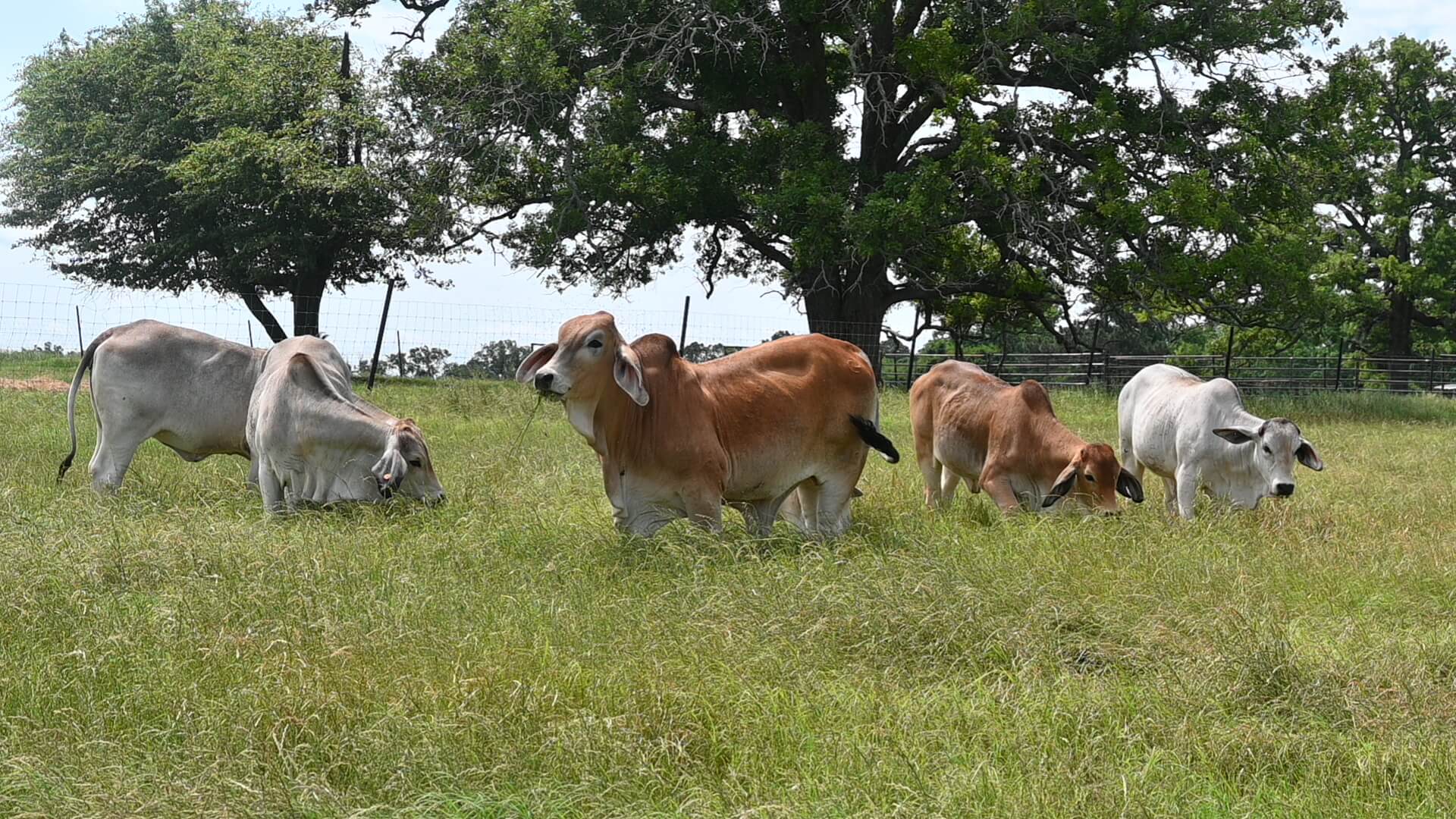 Kay R Cattle Home - J and R Cattle